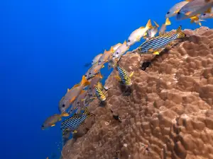 ACQUA ADVENTURES RASDHOO | DIVING CENTER