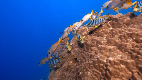 ACQUA ADVENTURES RASDHOO | DIVING & EXCURSIONS