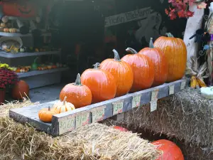 Pickin' Patch Farm