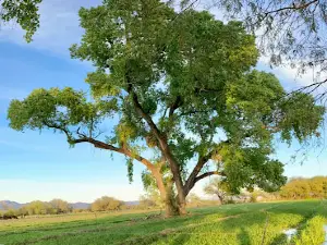El árbol de María Fernanda