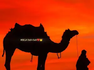 Camels