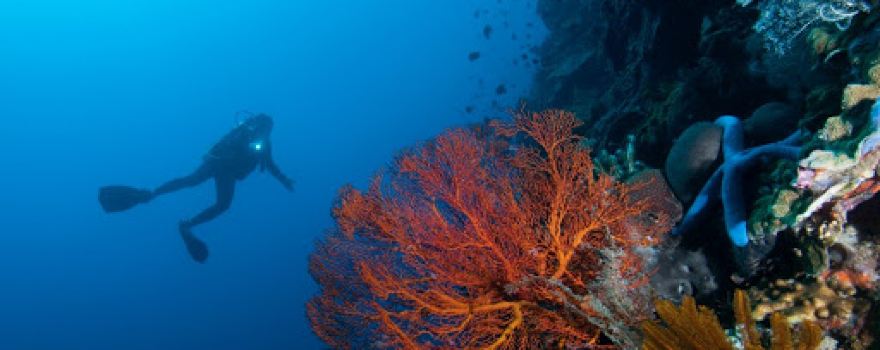 Angel Divers Manado