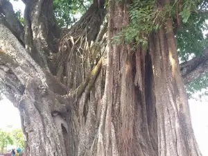 Cây Da Cổ Thụ