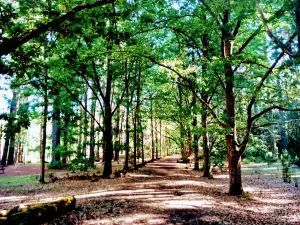 Treetops Adventure Hollybank