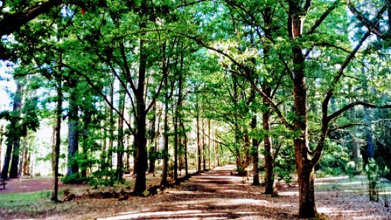 Treetops Adventure Hollybank