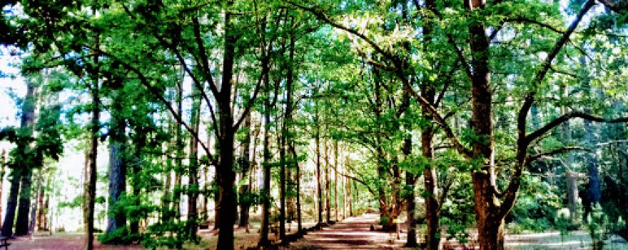 Treetops Adventure Hollybank