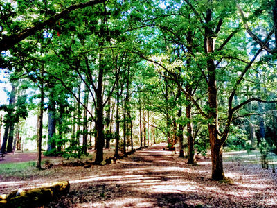 Treetops Adventure Hollybank