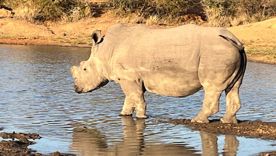 Balule Nature Reserve