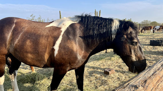 Tucson Mountain Stables
