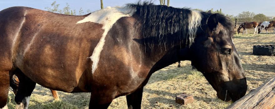 Tucson Mountain Stables