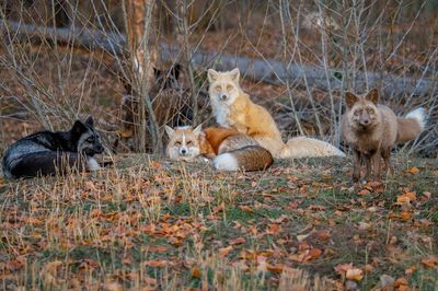 Yellowstone Safari Park