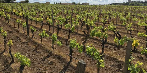 Chateau Lapelleterie