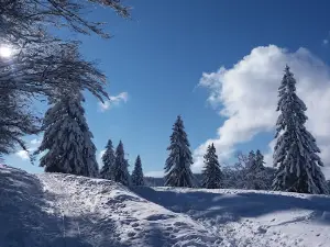 Șaua Jigoria