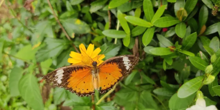 暹羅昆蟲動物園