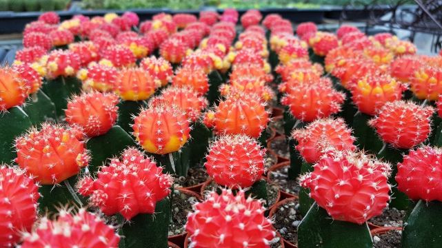 Healthy Strawberry Farm, Brinchang, Pahang.