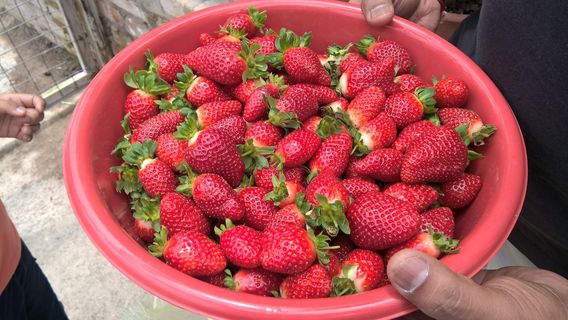 Healthy Strawberry Farm, Brinchang, Pahang.