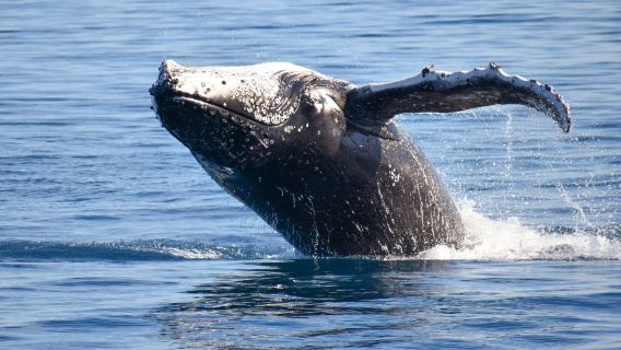 Freedom Ecotours - Whale Watch and Charters