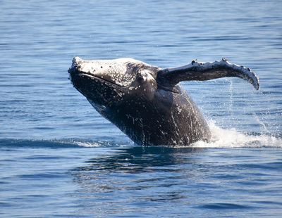 Freedom Ecotours - Whale Watch and Charters