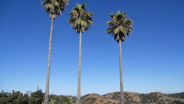 Catalina Airport - KAVX