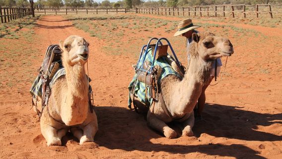 CamelToursNT