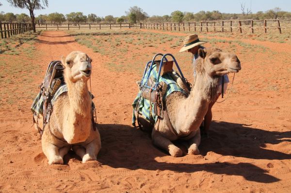 Camels Australia
