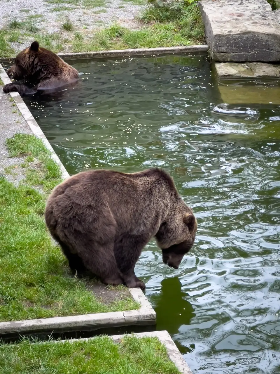 3_BearPark