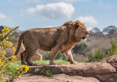 West Midland Safari and Leisure Park