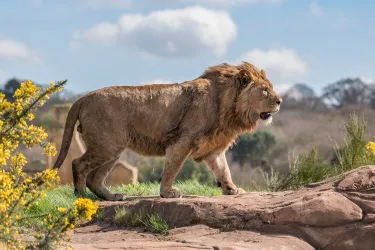 West Midlands Safari Park