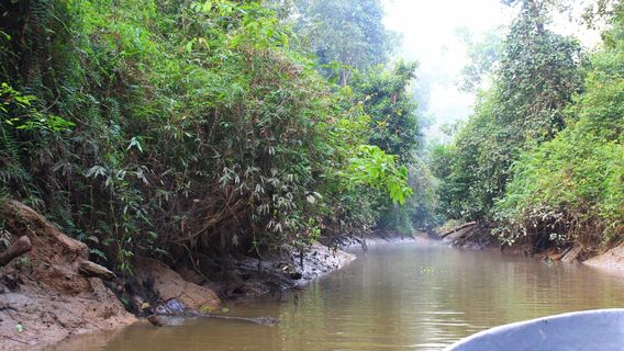 Kinabatangan Jungle Camp