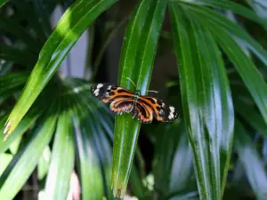 Sophia M. Sachs Butterfly House