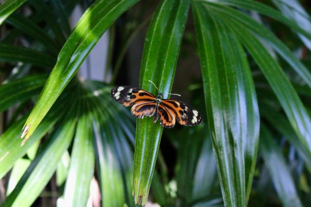 Sophia M. Sachs Butterfly House