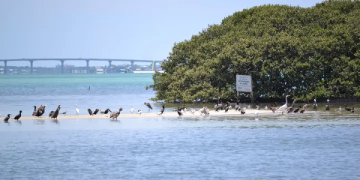 Encounters With Dolphins