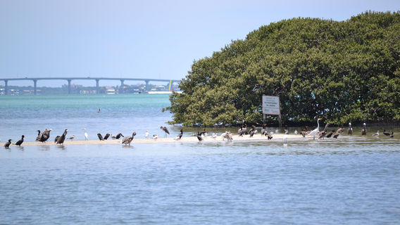Encounters With Dolphins