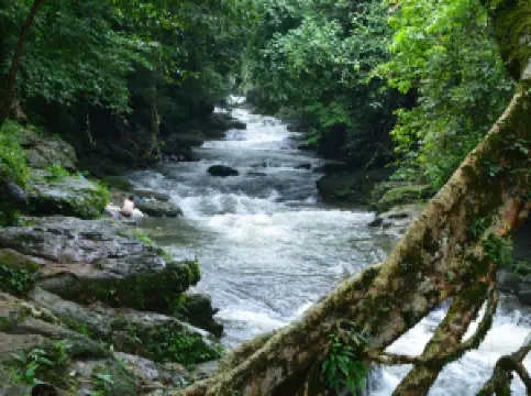 Living Root Bridge, Riwai Village
