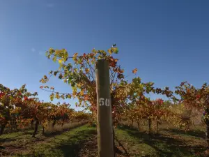 Brand's Laira Coonawarra
