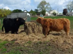 Robertsons The Larder, With Highland Cows , Beauly,