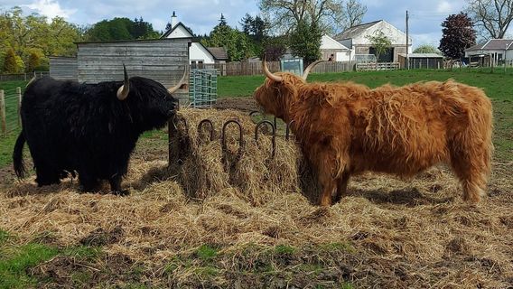 Robertsons The Larder, With Highland Cows , Beauly,