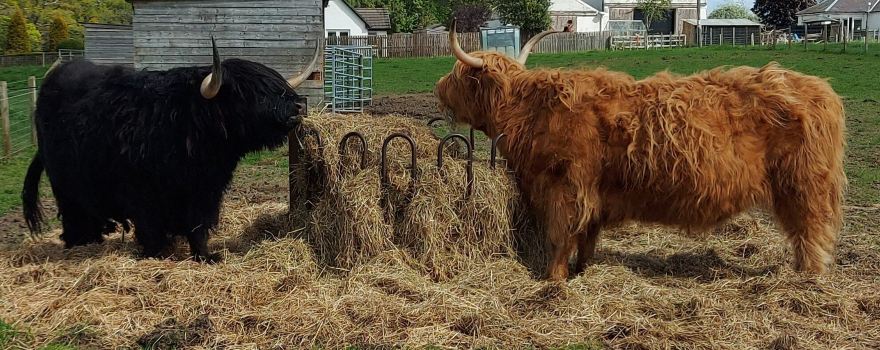 Robertsons The Larder, With Highland Cows , Beauly,