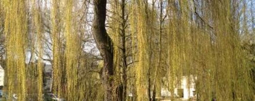Bois d Amour (Lover's Wood)