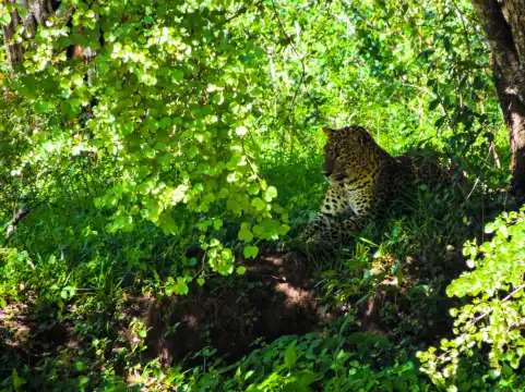 Nimsara Yala Safari附近的飯店