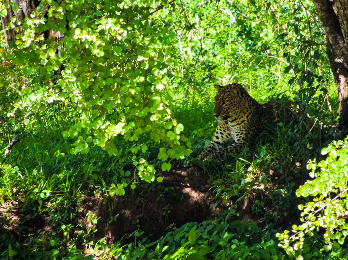 Hotels near Nimsara Yala Safari