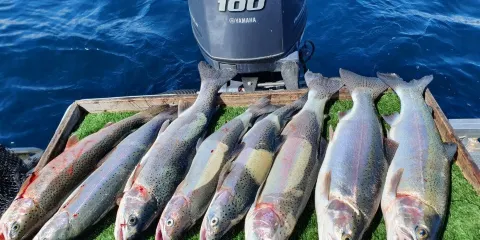 Whiskery Mike's Turangi Trout Connection