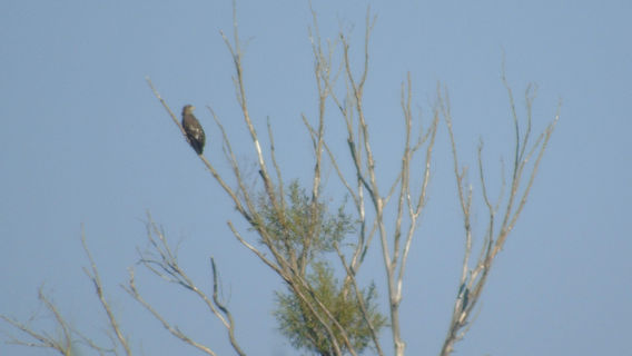 Volga-Kama Nature Reserve