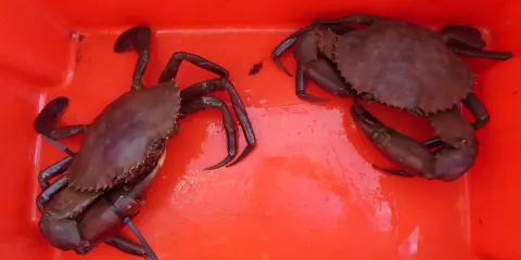 Barrow Island Marine Park