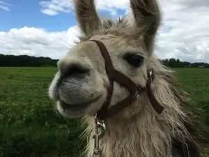 Carlson's Llovable Llamas