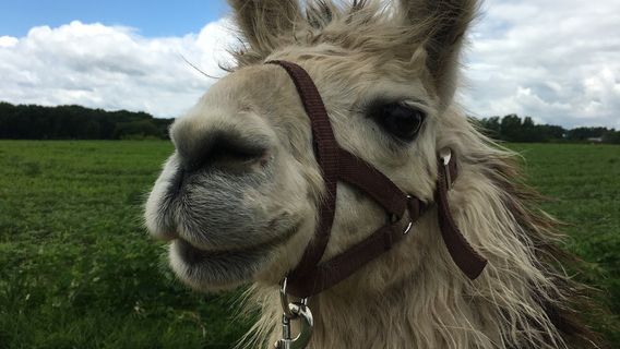 Carlson's Llovable Llamas