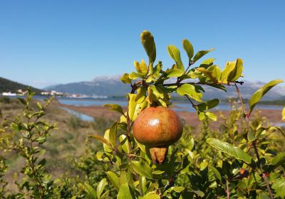 Tivat Solila