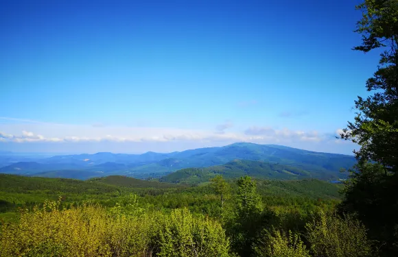 保拉德紹什瓦爾