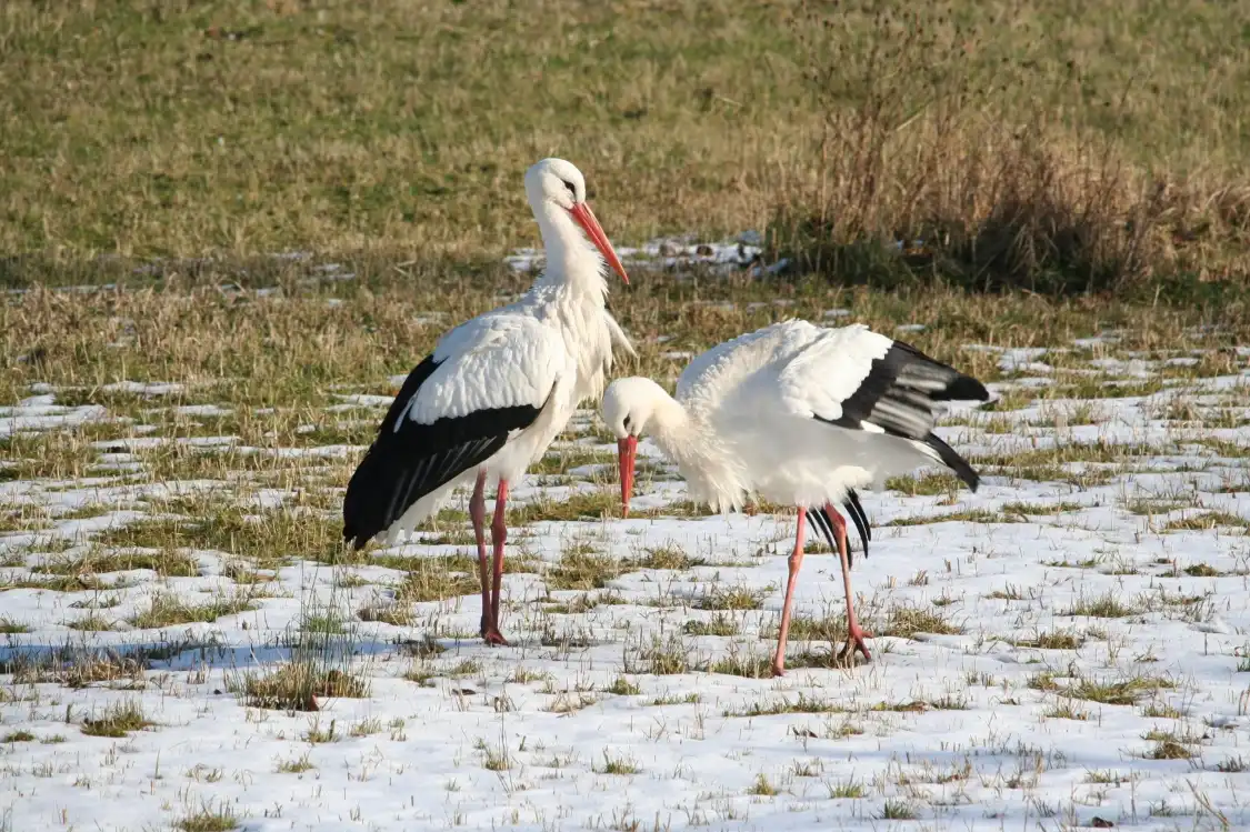 Hotels in der Nähe von Nature Walks Amsterdam