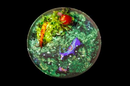 TREE by NAKED yoyogi park